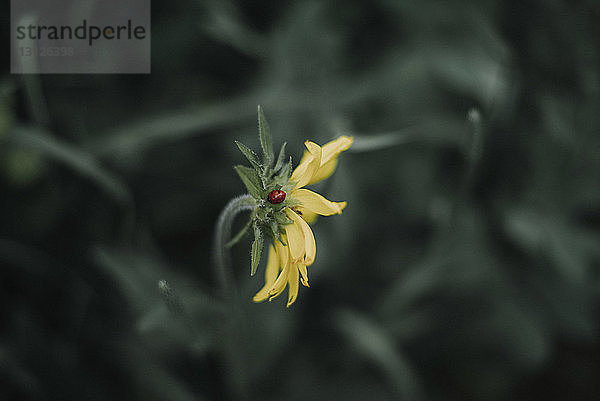 Hochwinkelansicht eines Marienkäfers auf Blume