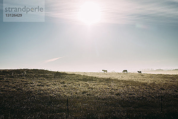 Fernansicht von Silhouettenpferden  die bei Sonnenschein auf einem Grasfeld gegen den Himmel laufen