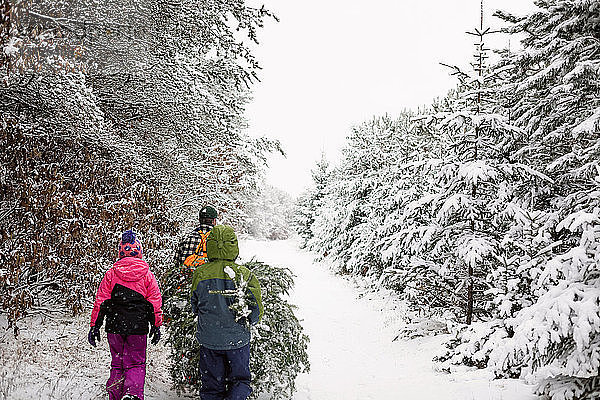 Rückansicht einer Familie  die einen Tannenbaum trägt  während sie auf einem schneebedeckten Feld geht