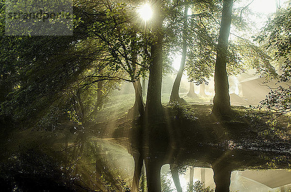 Panoramablick Teich im Wald bei Sonnenschein