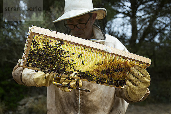 Reifer Mann prüft hölzernen Bienenstockrahmen auf dem Feld