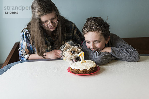 Geschwister feiern den Geburtstag des Yorkshire Terriers zu Hause