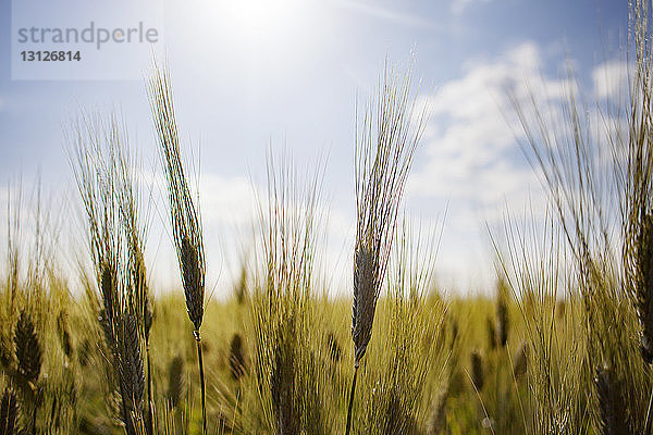 Szenische Ansicht eines Weizenfeldes gegen den Himmel