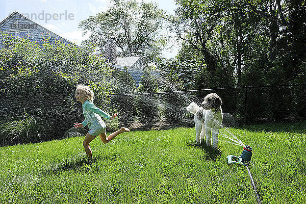 Hund schaut auf glückliches Mädchen  das mit einem Rasensprenger auf einem Grasfeld im Hof spielt
