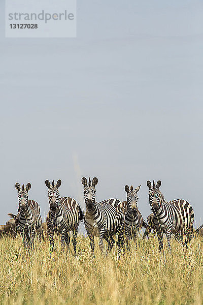 Zebras stehen Seite an Seite auf Grasfeld gegen klaren Himmel