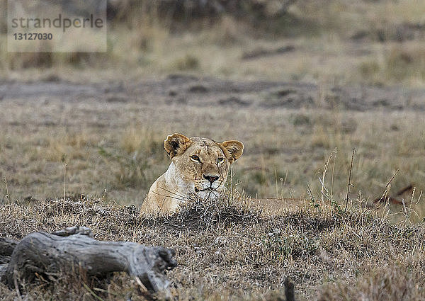 Löwin sitzt auf dem Feld in der Maasai Mara National Reserve