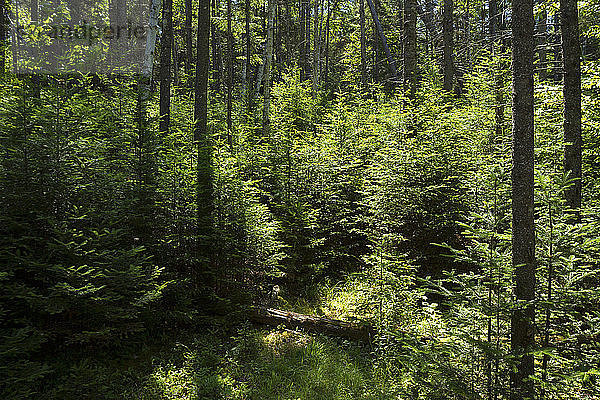 Landschaftliche Ansicht des Waldes an einem sonnigen Tag