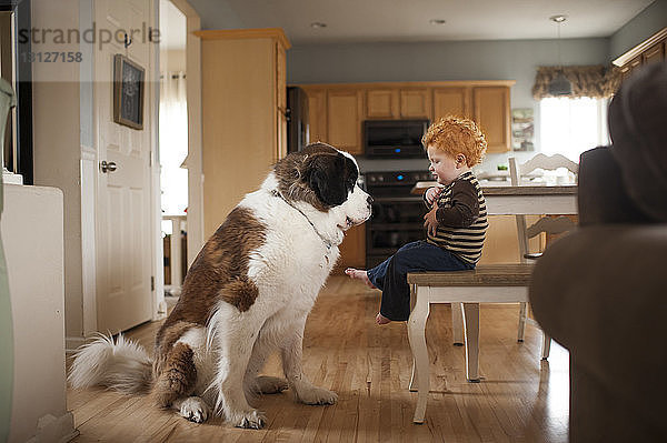 Seitenansicht eines süßen kleinen Jungen  der den Hund ansieht  während er auf einem Stuhl im Wohnzimmer sitzt