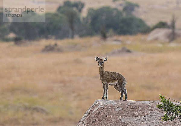 Klippspringer steht auf einem Felsen im Serengeti-Nationalpark