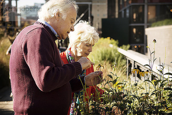 Älteres Ehepaar untersucht Blumen an einem sonnigen Tag