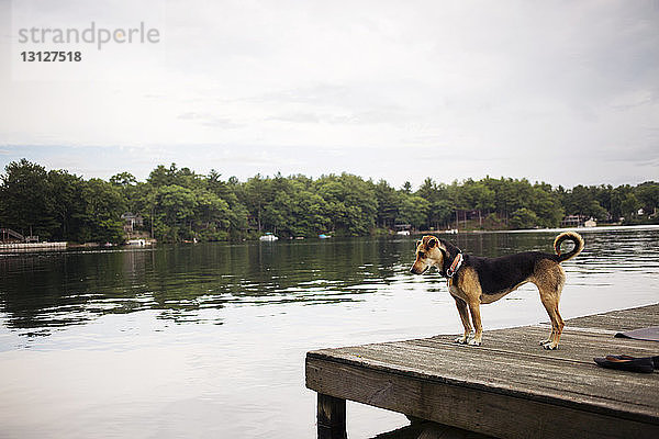 Hund steht auf Pier am See vor bewölktem Himmel