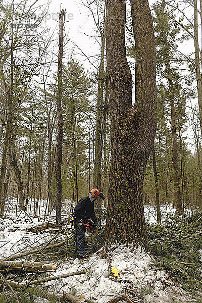 Mann sägt Baum in voller Länge im Wald