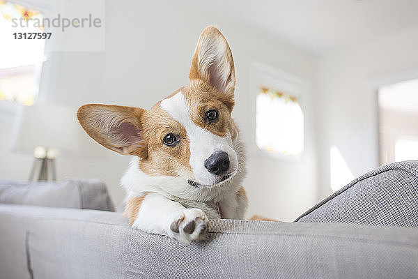Niedrigwinkel-Porträt eines Hundes  der sich zu Hause auf dem Sofa entspannt