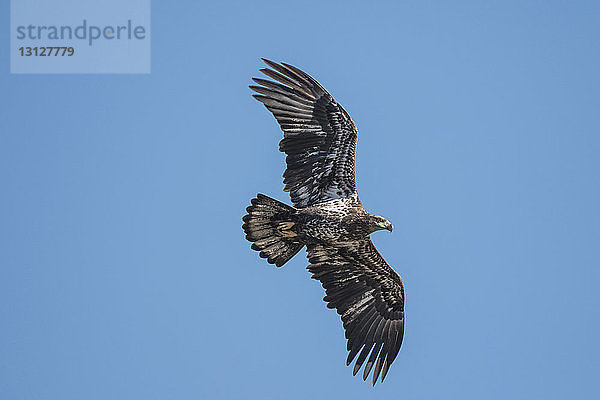 Tiefwinkelansicht eines Adlers  der bei strahlend blauem Himmel am sonnigen Tag fliegt