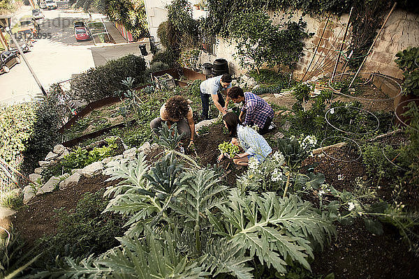 Hochwinkelansicht von Freunden bei der Gartenarbeit im Gemeinschaftsgarten