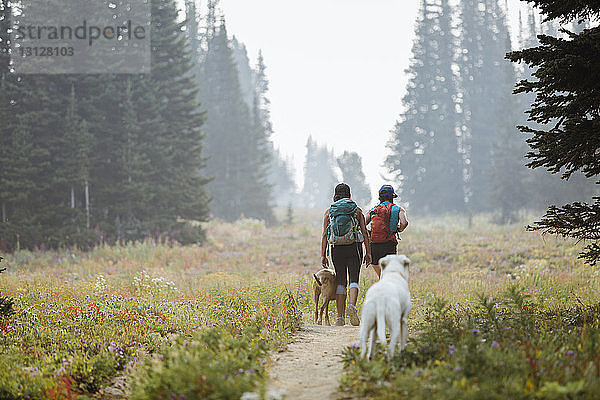 Rückansicht von Freunden mit Hunden beim Spaziergang auf dem Feld im Wald