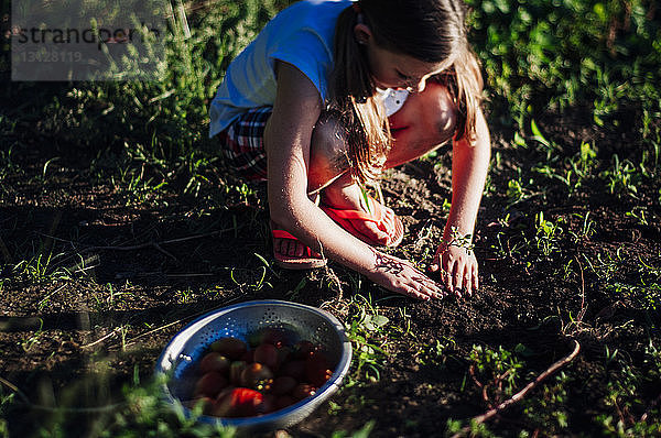 Hochwinkelansicht eines Mädchens  das auf einem Feld im Gemüsegarten pflanzt
