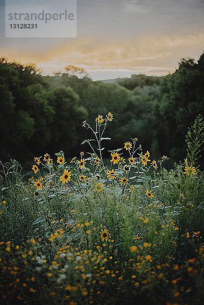 Gelbe Blumen  die bei Sonnenuntergang auf dem Feld im Wald blühen