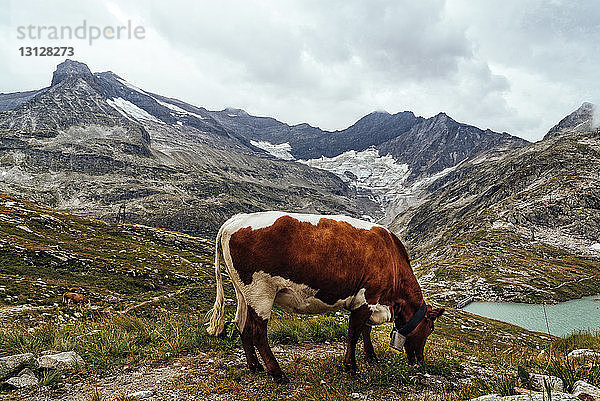 Seitenansicht einer Kuh  die auf dem Feld vor Bergen und bewölktem Himmel grast