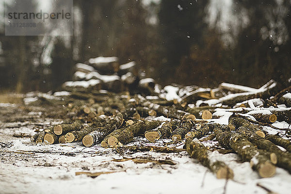 Brennholz auf schneebedecktem Feld im Wald