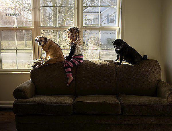 Seitenansicht eines Mädchens mit Hunden  das zu Hause auf dem Sofa sitzt