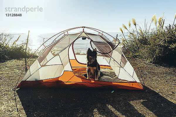 Hund sitzt im Zelt auf dem Feld