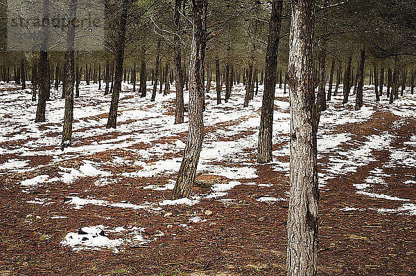 Blick auf den Wald im Winter