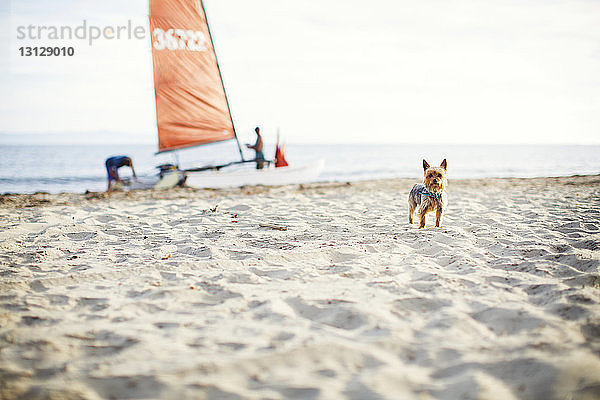 Porträt eines Yorkshire Terriers am Strand stehend mit Familie im Hintergrund