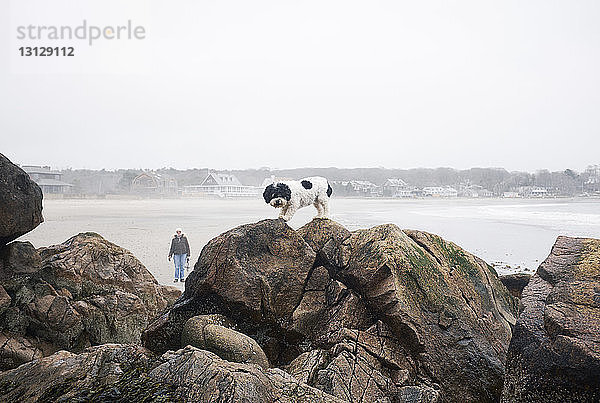 Hund auf felsiger Küste mit Mann im Hintergrund bei nebligem Wetter