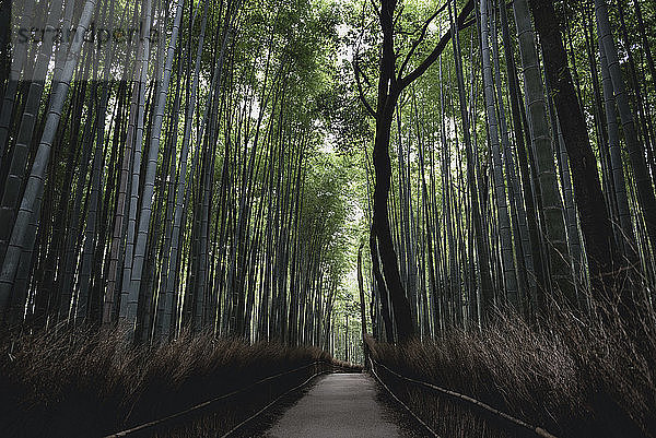 Fussweg inmitten einer Bambusrinne in Arashiyama