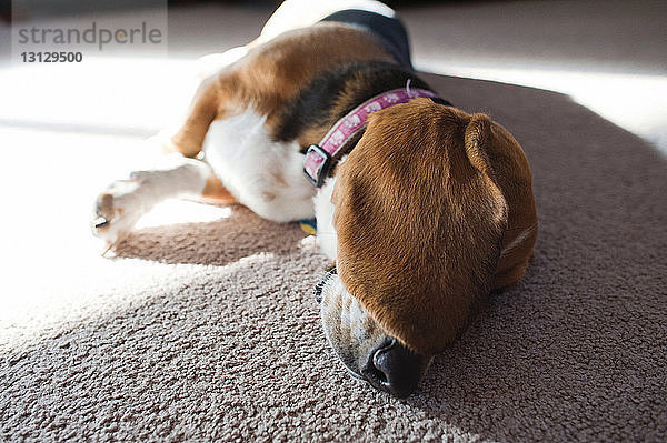 Nahaufnahme eines Beagles  der zu Hause auf einem Teppich liegt