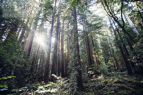 Sonnenlicht durchströmt Bäume im Wald