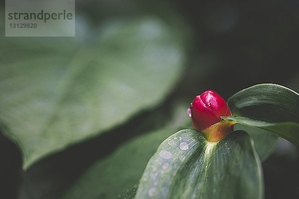 Nahaufnahme der an der Pflanze wachsenden rosa Blütenknospe