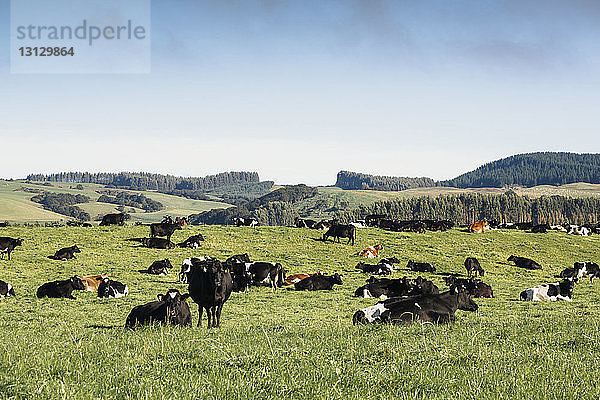 Kühe grasen auf Grasfeld vor blauem Himmel