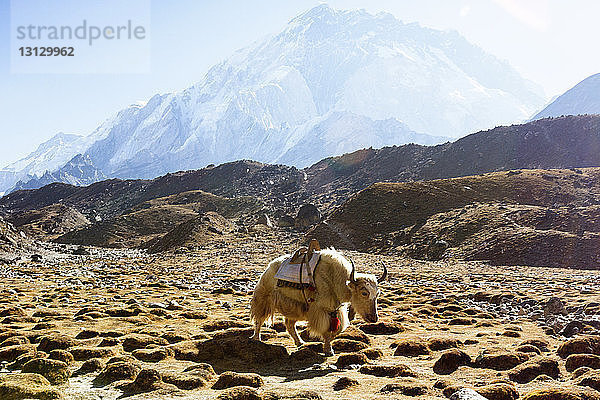 Yak geht auf dem Feld am Mt. Everest