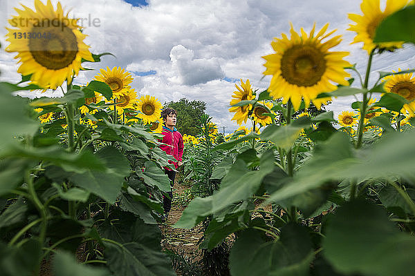 Junge schaut weg  während er auf Sonnenblumenfarm vor bewölktem Himmel steht