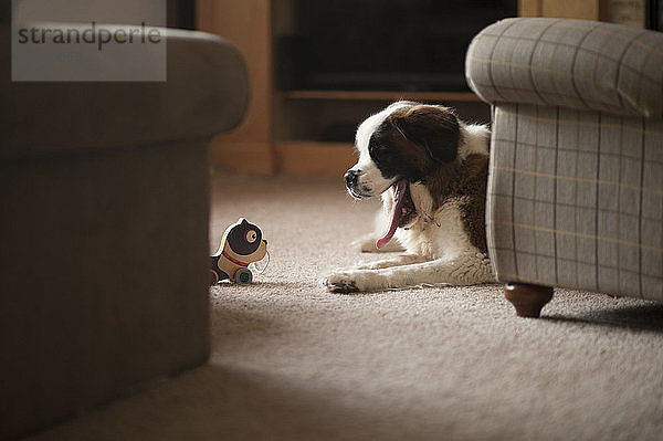 Hund gähnt  während er zu Hause auf dem Teppich sitzt