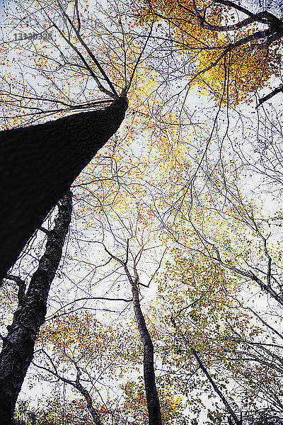 Niedrigwinkelansicht der Herbstbäume gegen den Himmel