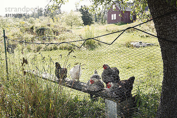 Hühner entspannen sich auf der Bank und werden durch den Zaun auf dem Bauernhof beobachtet