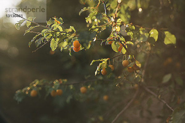 Orangen  die am Baum im Obstgarten wachsen
