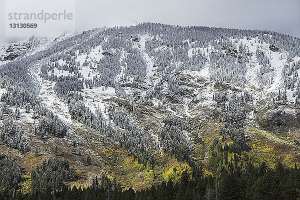 Hochwinkelansicht von Bäumen auf dem Feld am Berg im Winter