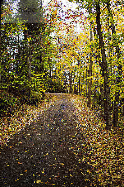 Straße zwischen Bäumen im Herbst