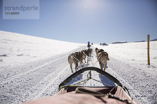 Rückansicht von Schlitten ziehenden Hunden auf schneebedecktem Feld