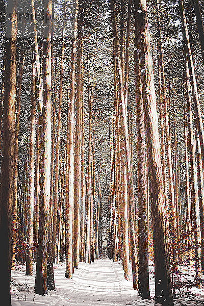 Szenische Ansicht von Bäumen  die im Winter im Wald wachsen