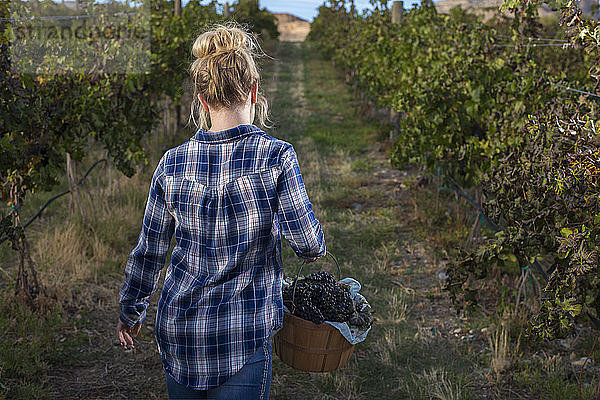 Rückansicht einer Frau mit einem Eimer Weintrauben im Weinberg