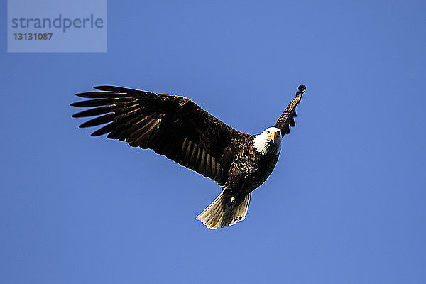 Weißkopfseeadler fliegt gegen den klaren blauen Himmel