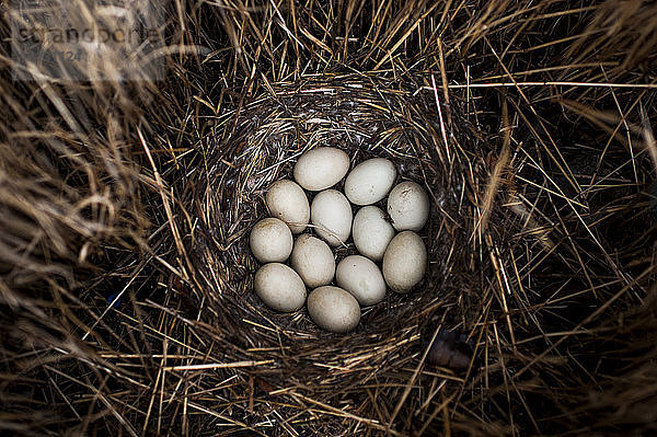 Draufsicht auf Eier im Nest inmitten von Stroh