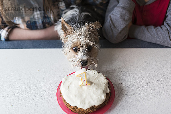 Mitten unter den Geschwistern  die zu Hause den Geburtstag des Yorkshire Terriers feiern