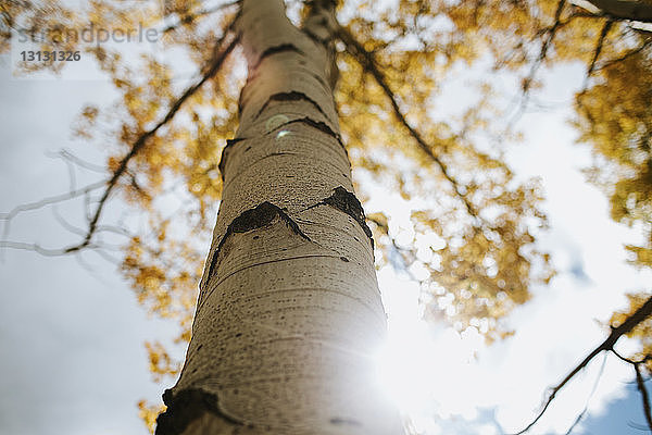 Niedrigwinkelansicht des Baumes gegen den Himmel an einem sonnigen Tag im Herbst