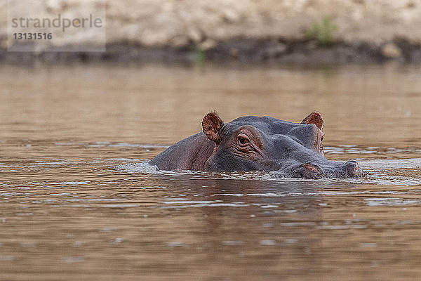 Nilpferd schwimmt im Mara-Fluss